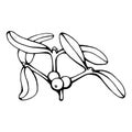 Hand drawn black and white vector of mistletoe Viscum isolated on white.